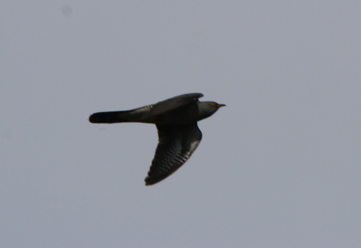 Common Cuckoo - ML576335031