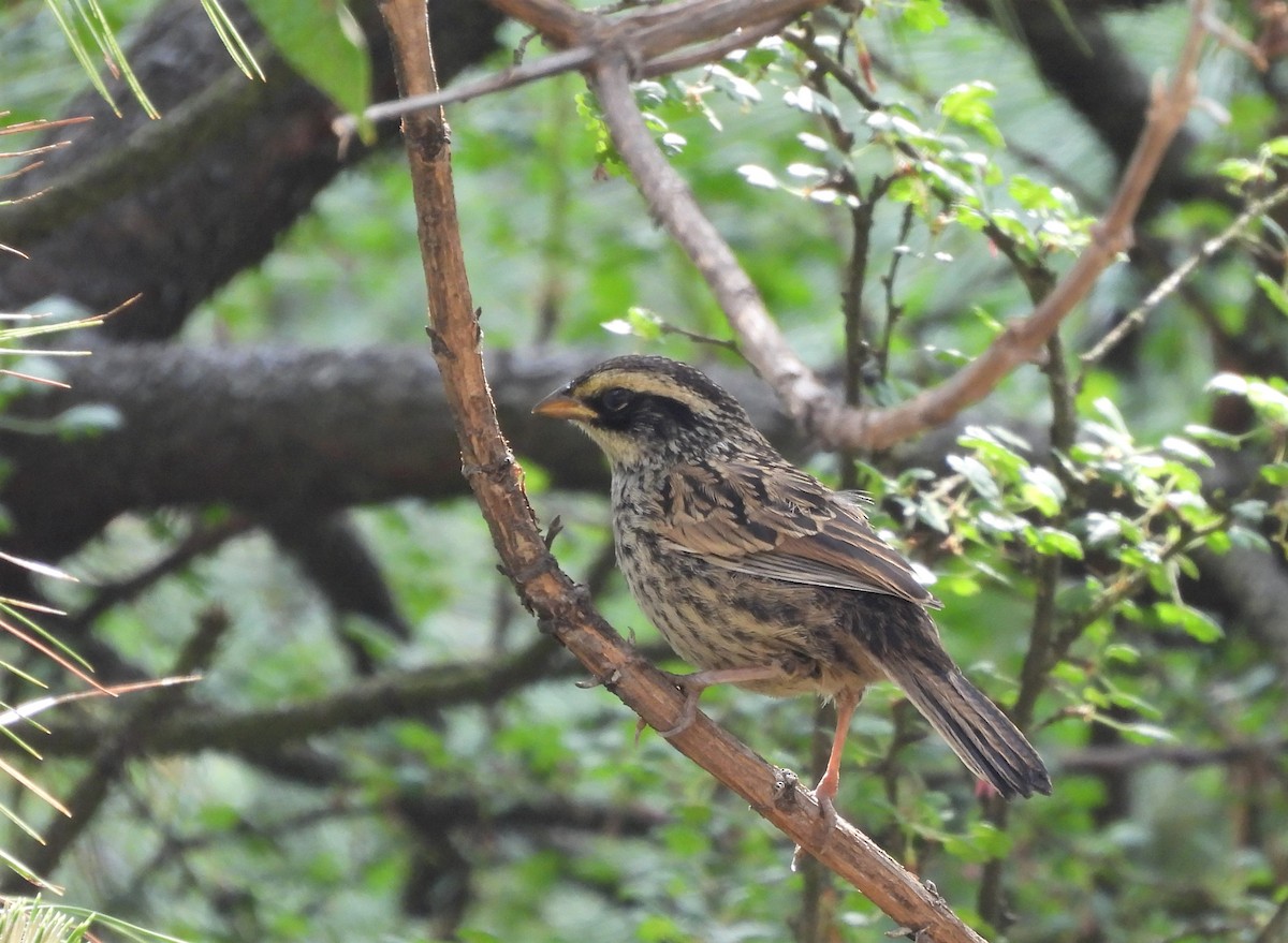 Striped Sparrow - ML576335401