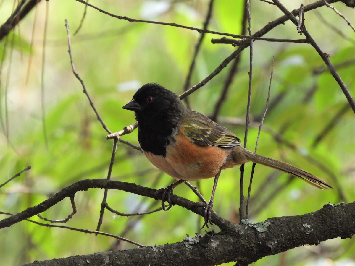 Spotted Towhee (Olive-backed) - ML576336801