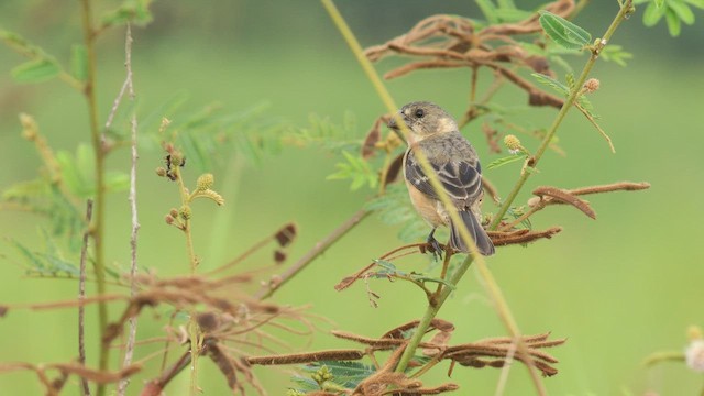 Rusty-collared Seedeater - ML576340411