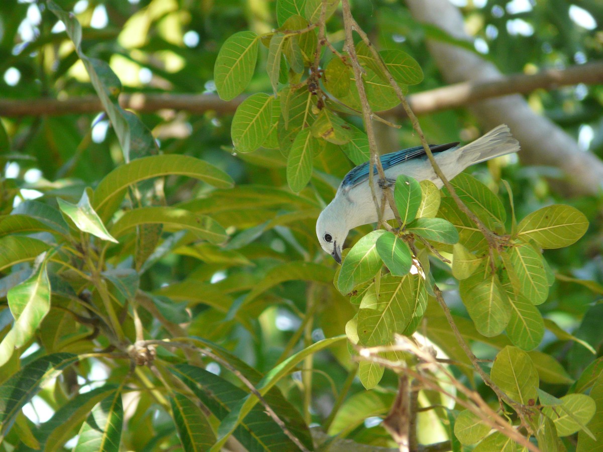 Blue-gray Tanager - ML576341121