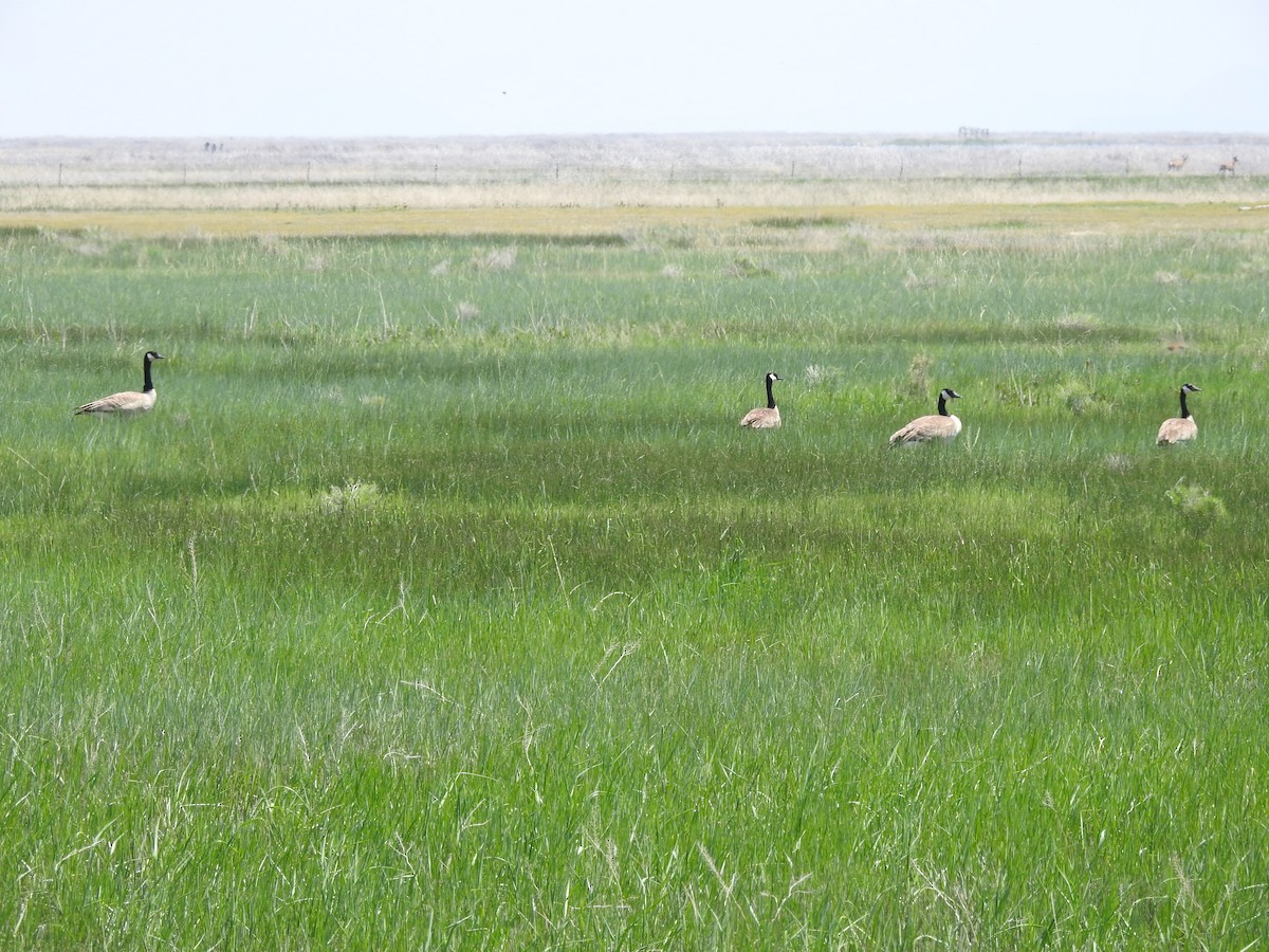 Ebird Checklist May Ruh Red Road Species