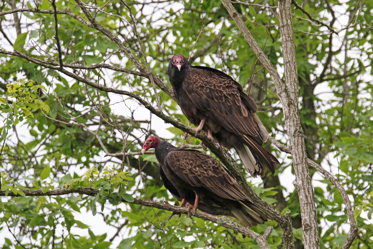 Turkey Vulture - David Lang