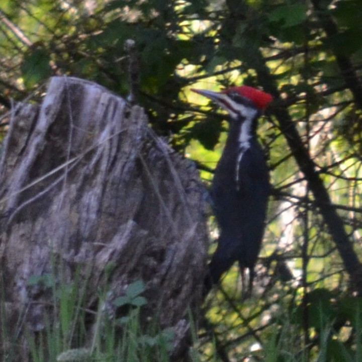 Pileated Woodpecker - Kerry Serl