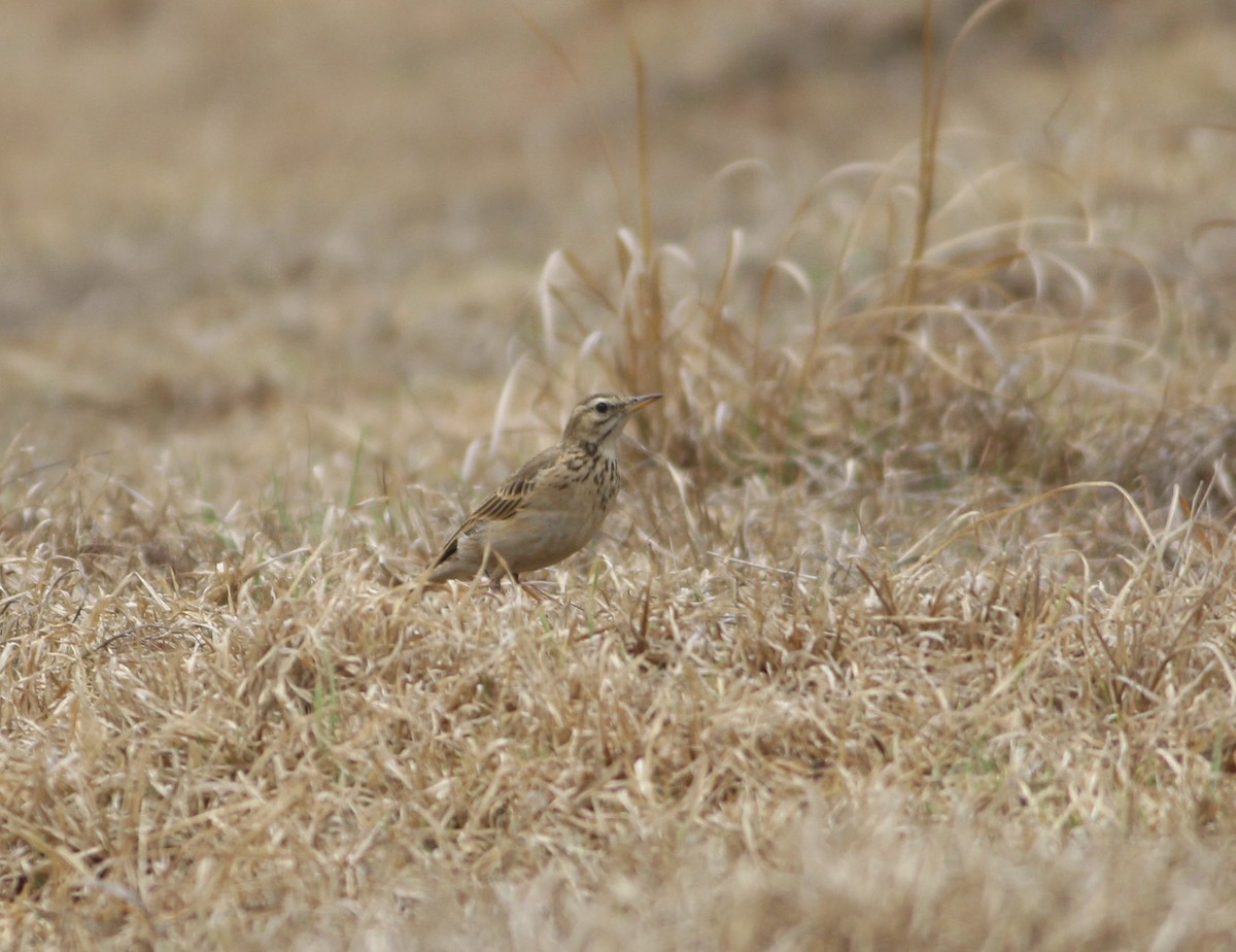 African Pipit - ML576343091