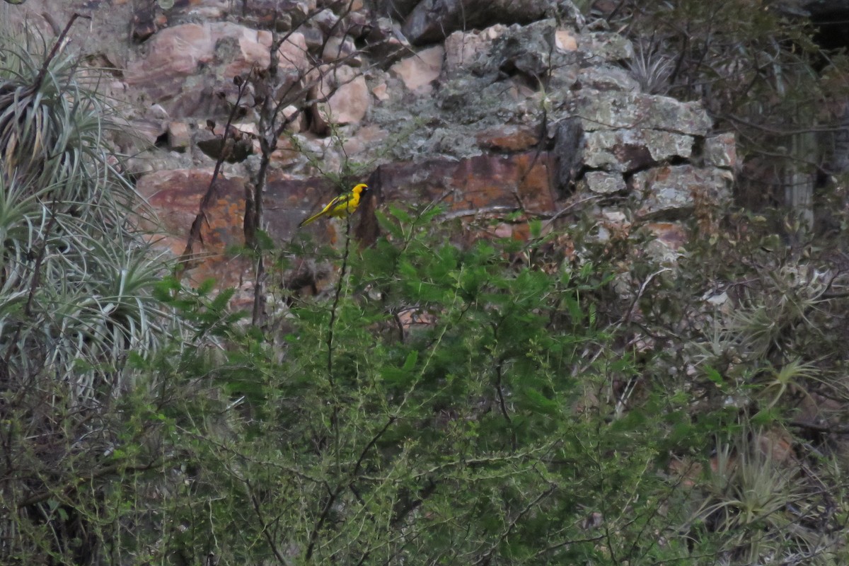Yellow-tailed Oriole - ML57634361