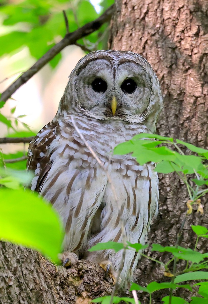 Ebird Checklist - 23 May 2023 - Minnesota Valley Nwr--bass Ponds - 32 