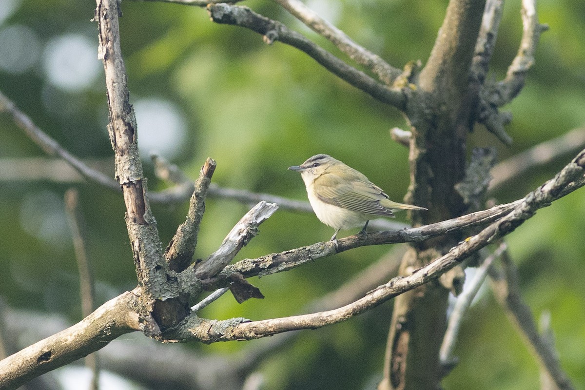 Red-eyed Vireo - Charmaine Anderson