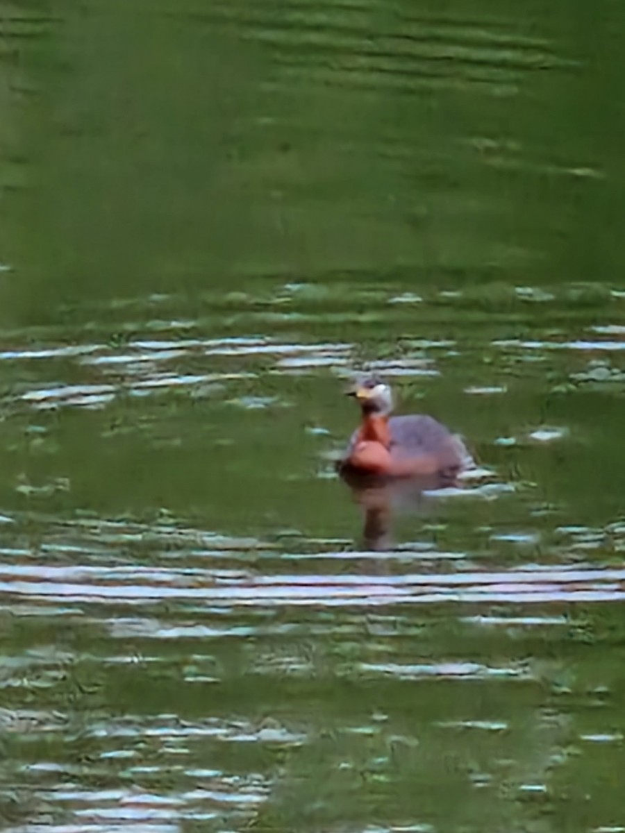 Red-necked Grebe - ML576346491
