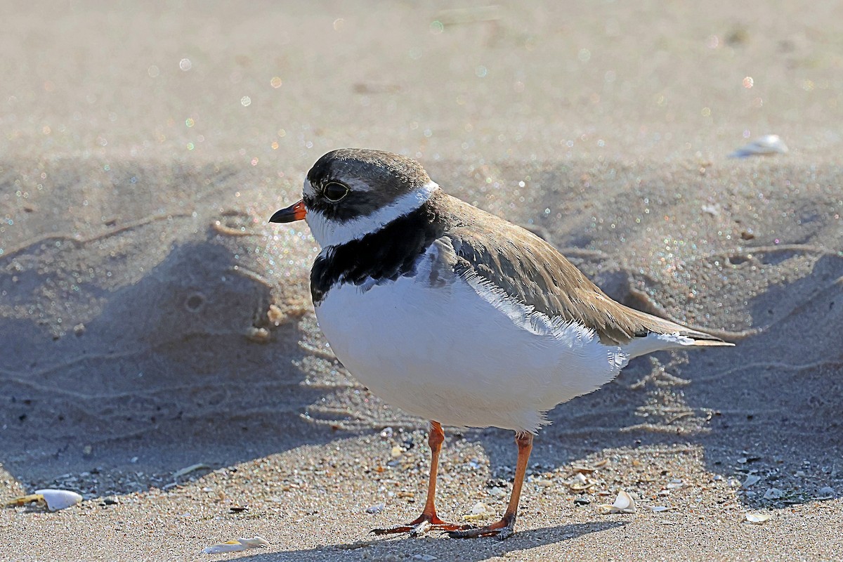 Semipalmated Plover - ML576349441