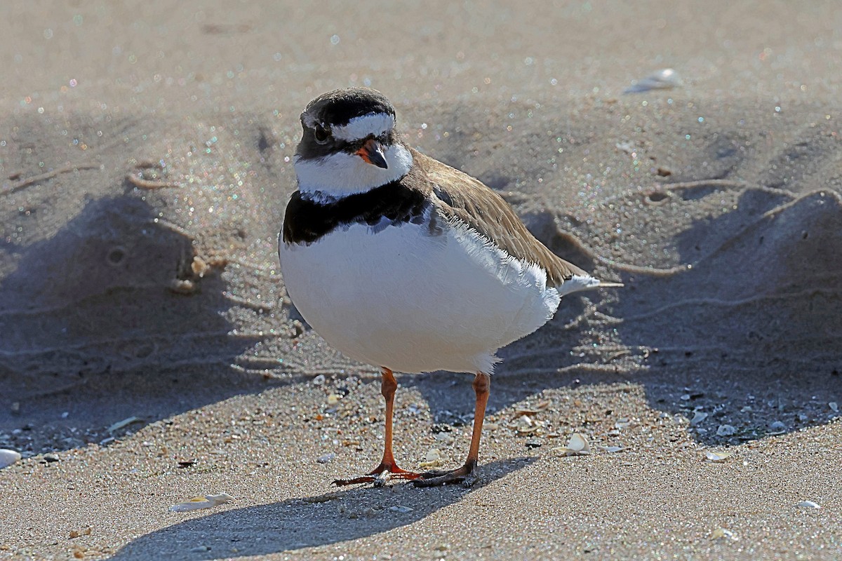 Semipalmated Plover - ML576349561