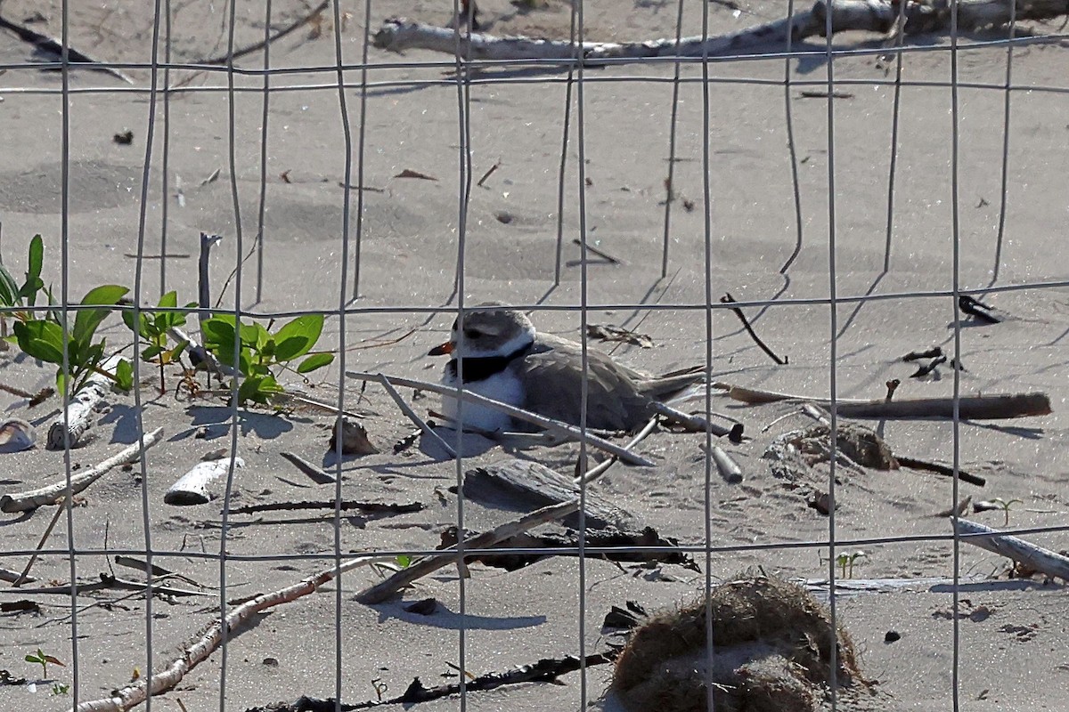 Piping Plover - ML576349941