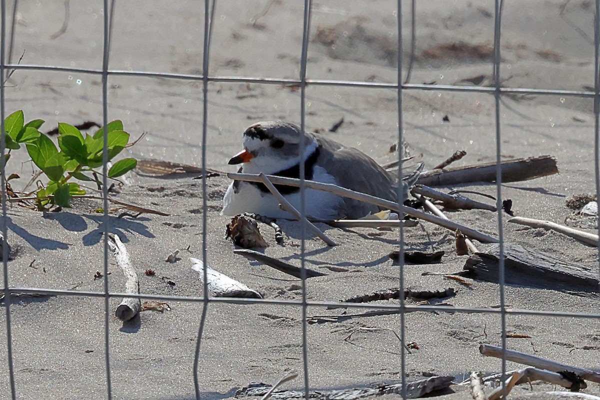 Piping Plover - ML576349951