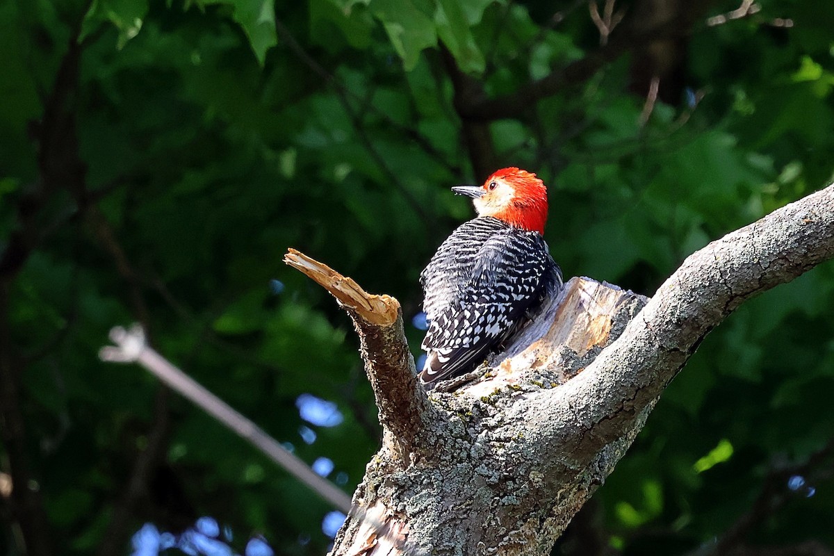 Red-bellied Woodpecker - ML576350421