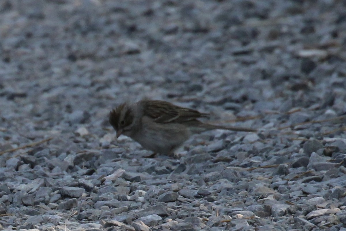Clay-colored Sparrow - ML576351711