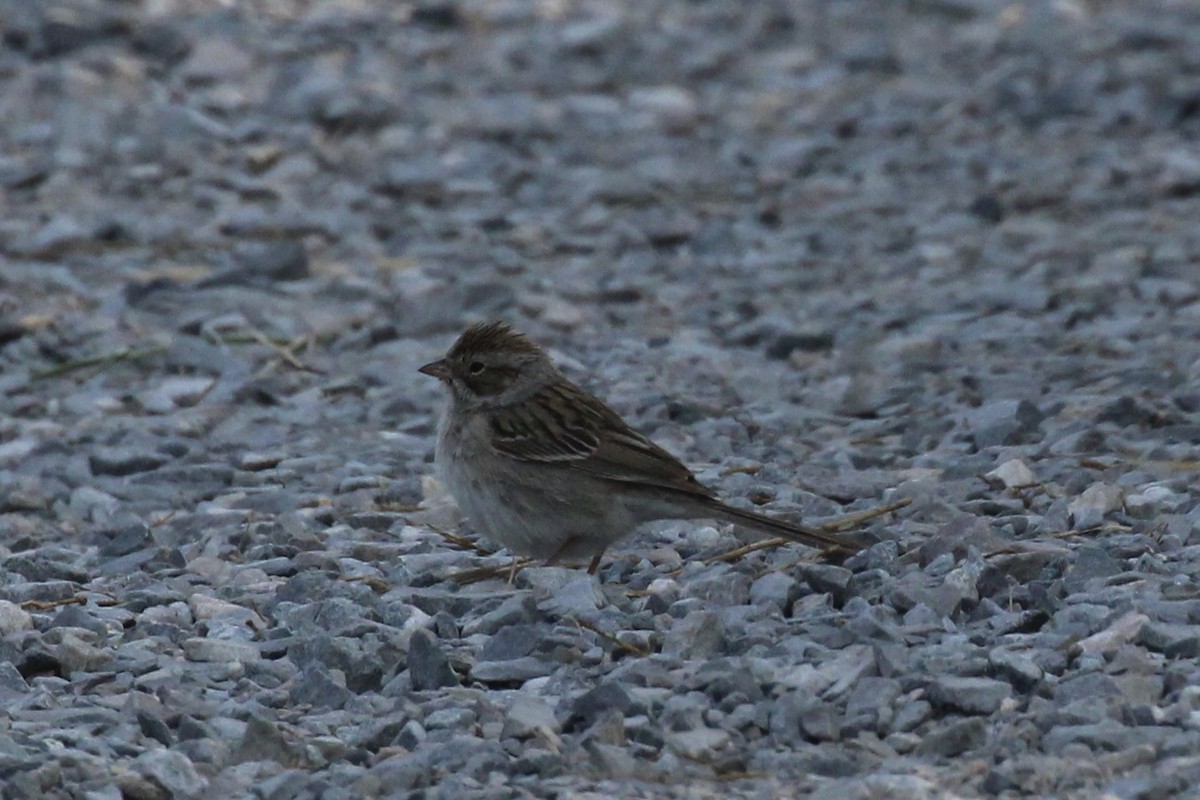 Clay-colored Sparrow - ML576351721