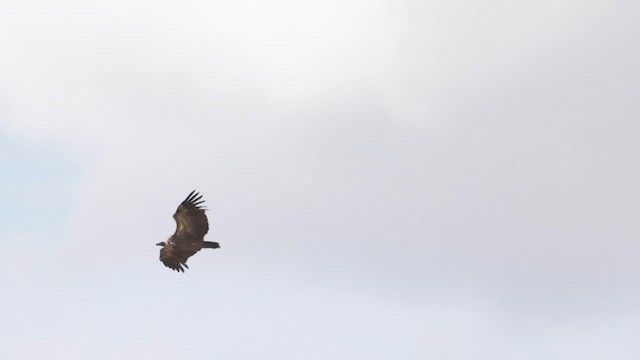Lappet-faced Vulture - ML576353221