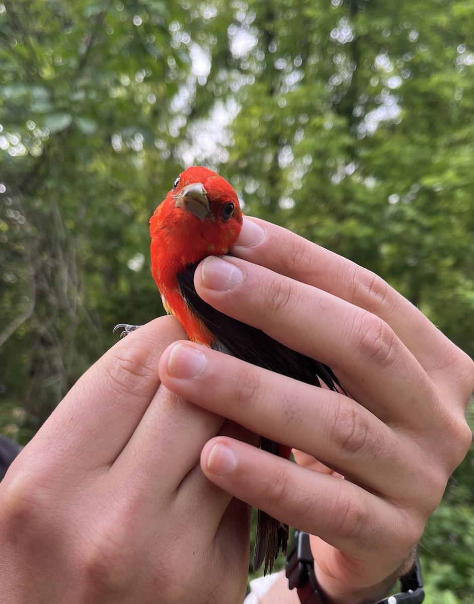 Scarlet Tanager - ML576355571