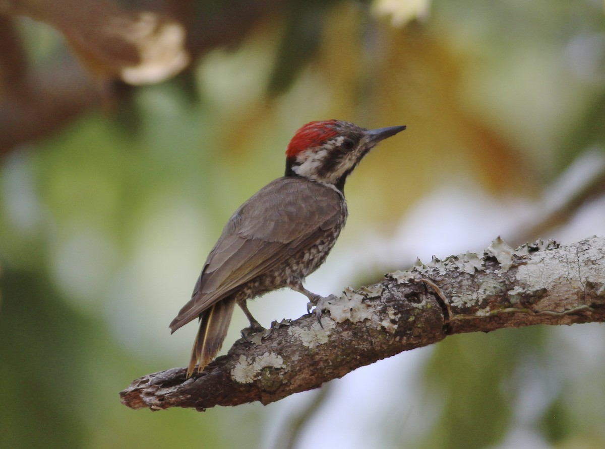 Stierling's Woodpecker - ML576357751