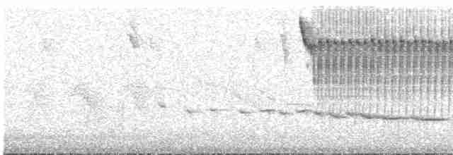 Percefleur à flancs blancs - ML576357981