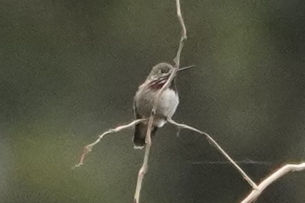 Calliope Hummingbird - ML576358641