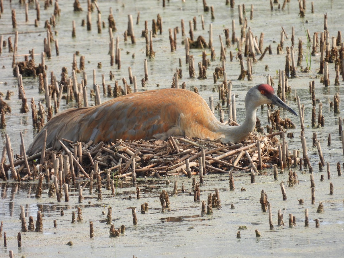Wisconsin eBird Checklist - 23 May 2023 - Maywood Environmental Area ...