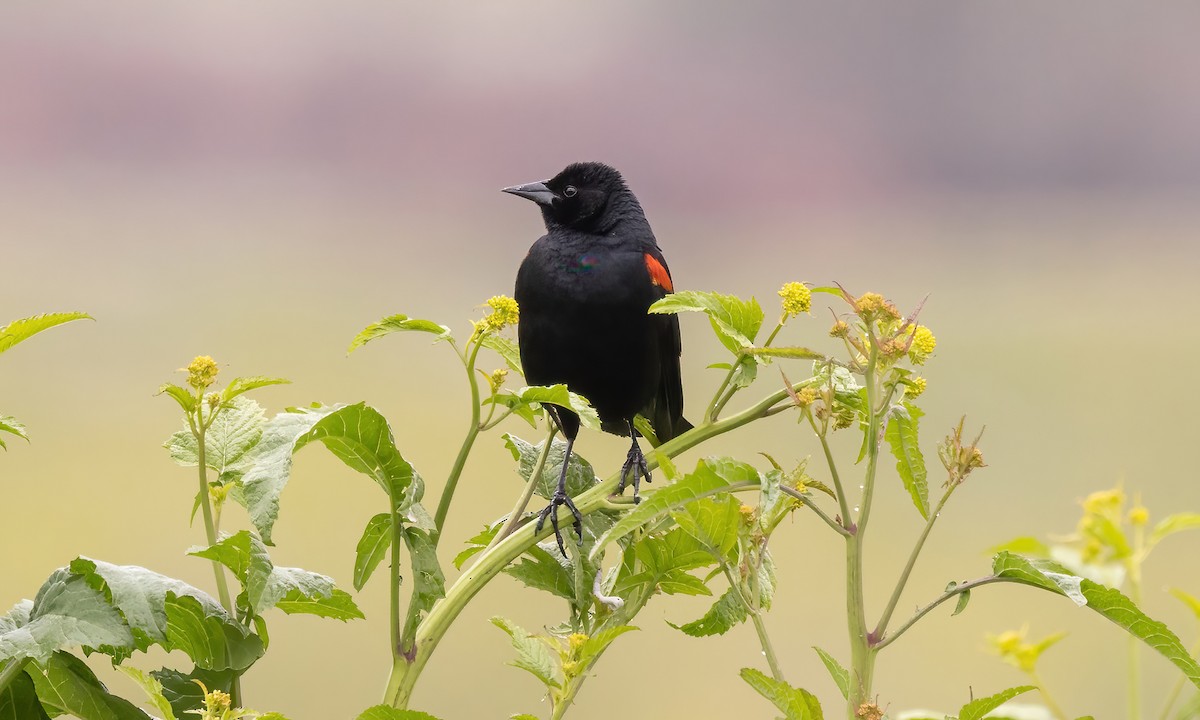 Red-winged Blackbird (California Bicolored) - ML576366171