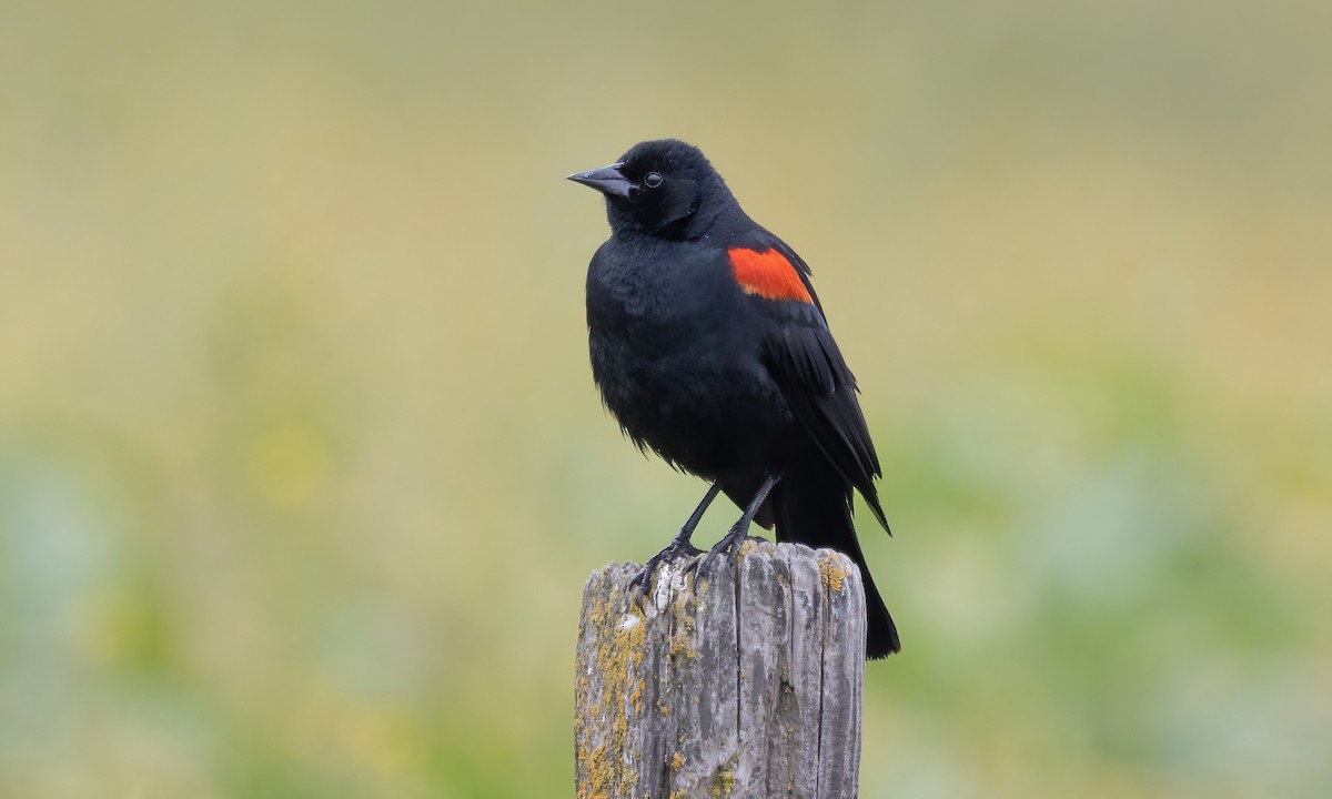 Red-winged Blackbird (California Bicolored) - ML576366181