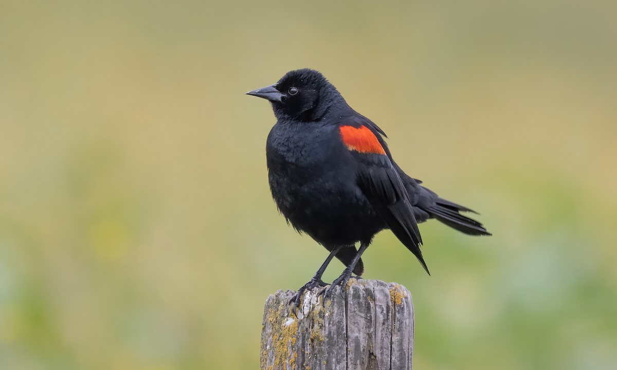 Red-winged Blackbird (California Bicolored) - ML576366191