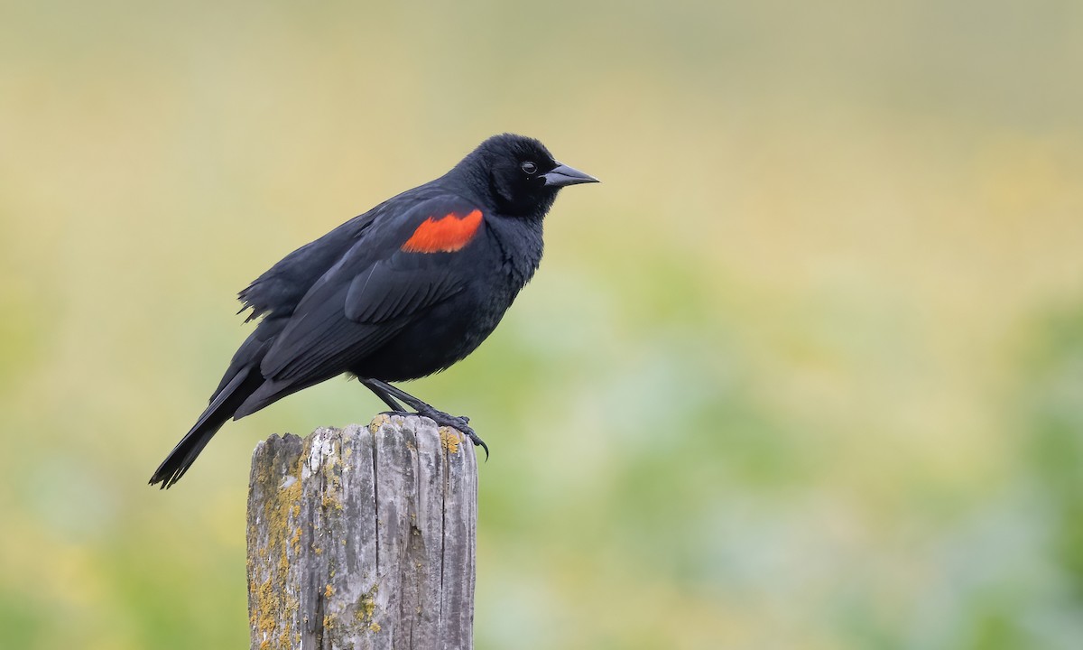 Red-winged Blackbird (California Bicolored) - ML576366201