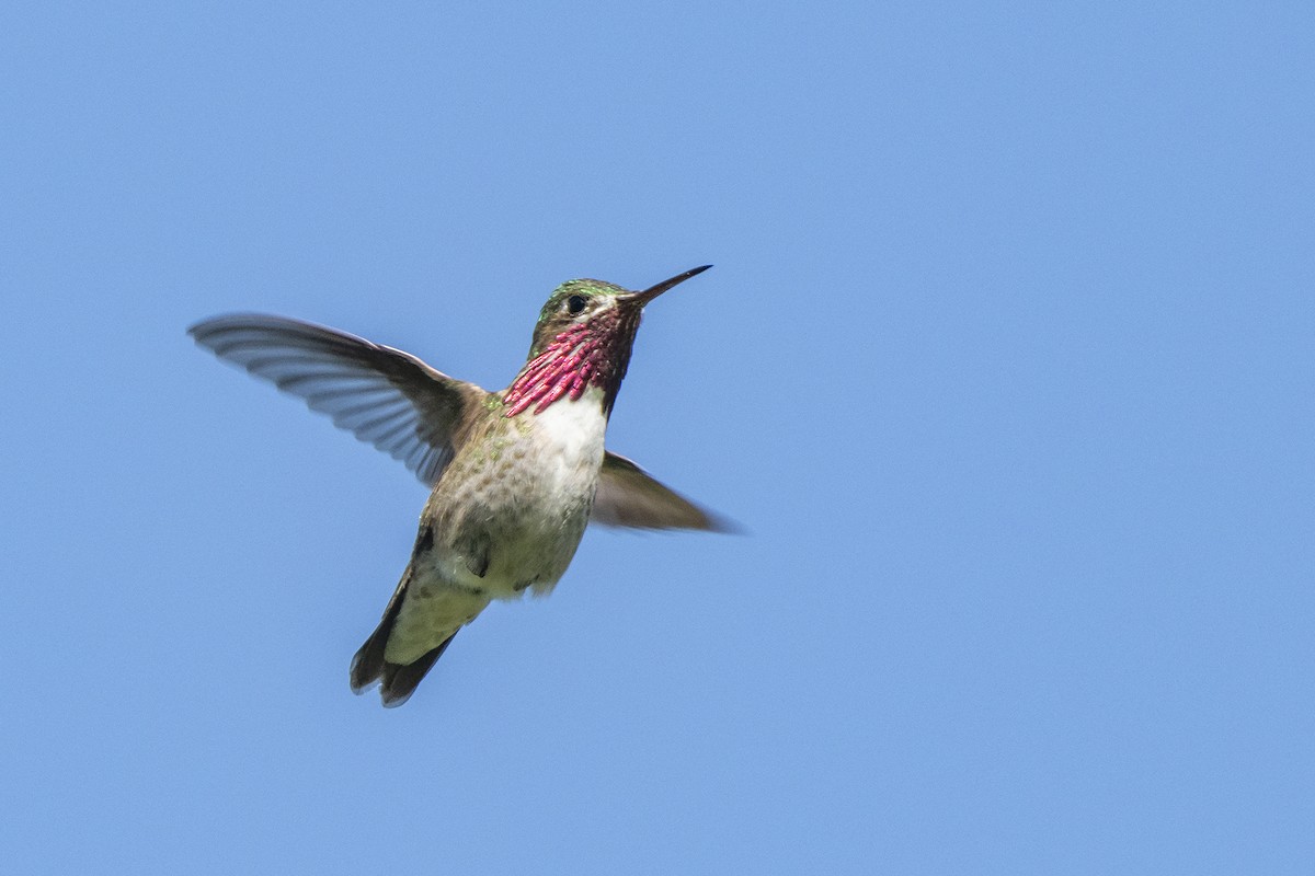 Calliope Hummingbird - ML576367361