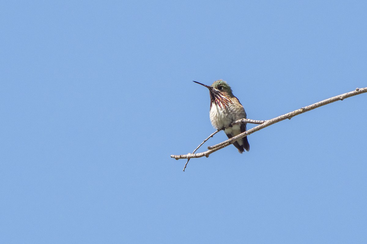 Calliope Hummingbird - ML576367371