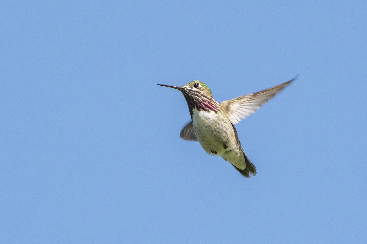 Calliope Hummingbird - ML576367381