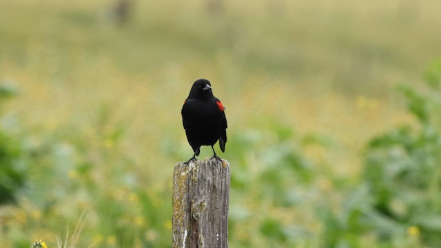 Red-winged Blackbird (California Bicolored) - ML576368351