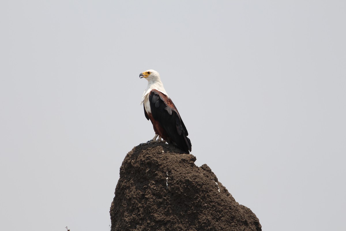 African Fish-Eagle - ML576370661