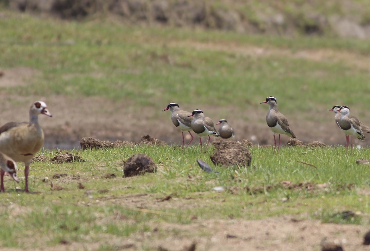 Crowned Lapwing - ML576370841