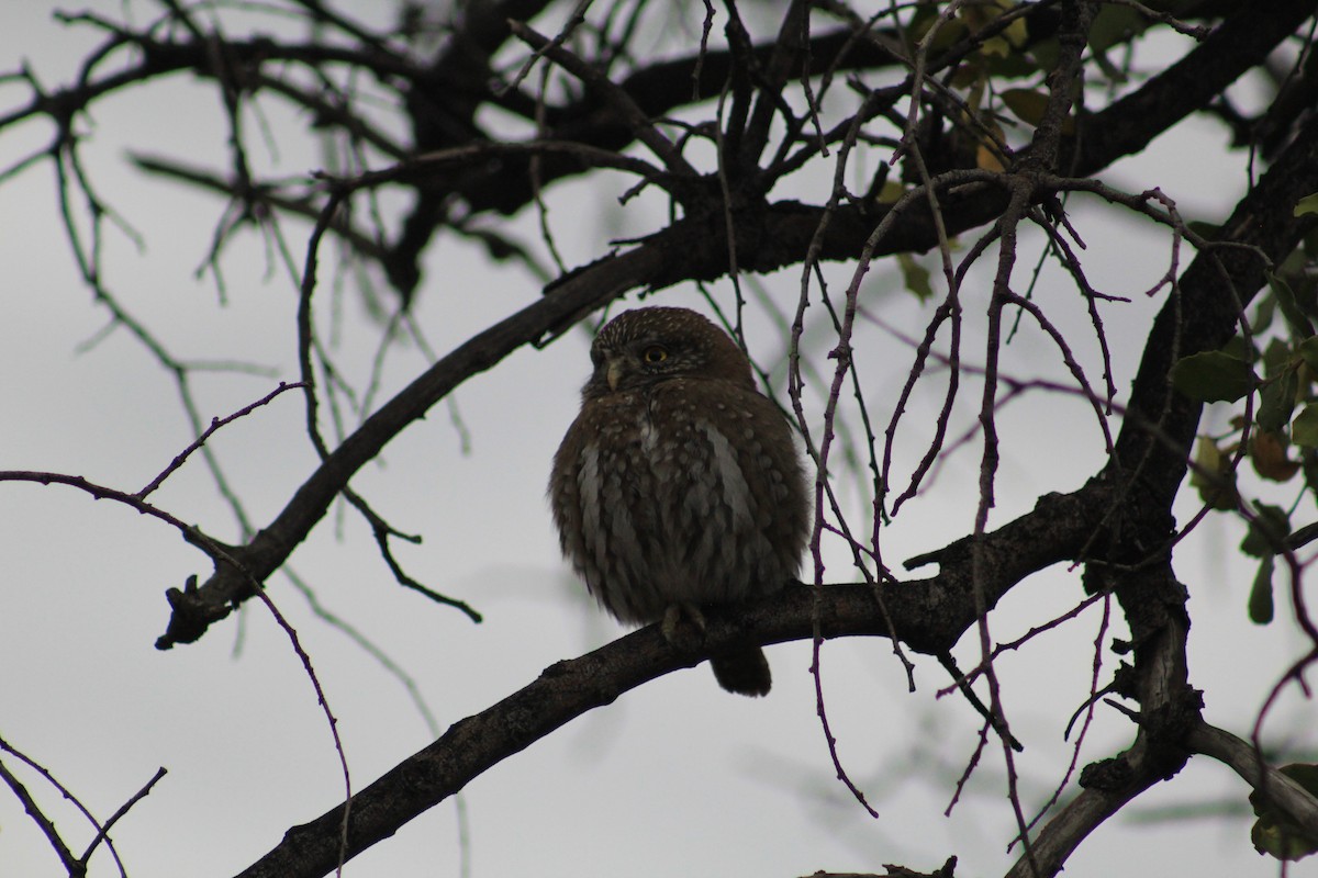 Austral Pygmy-Owl - ML576372951
