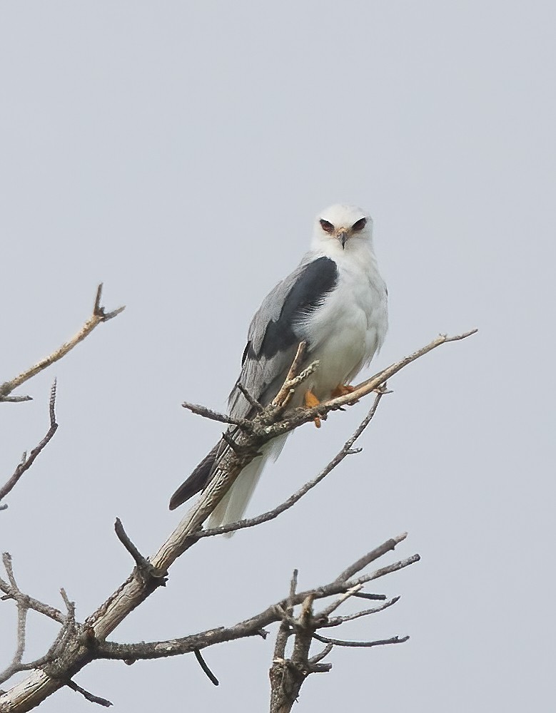White-tailed Kite - ML576373031