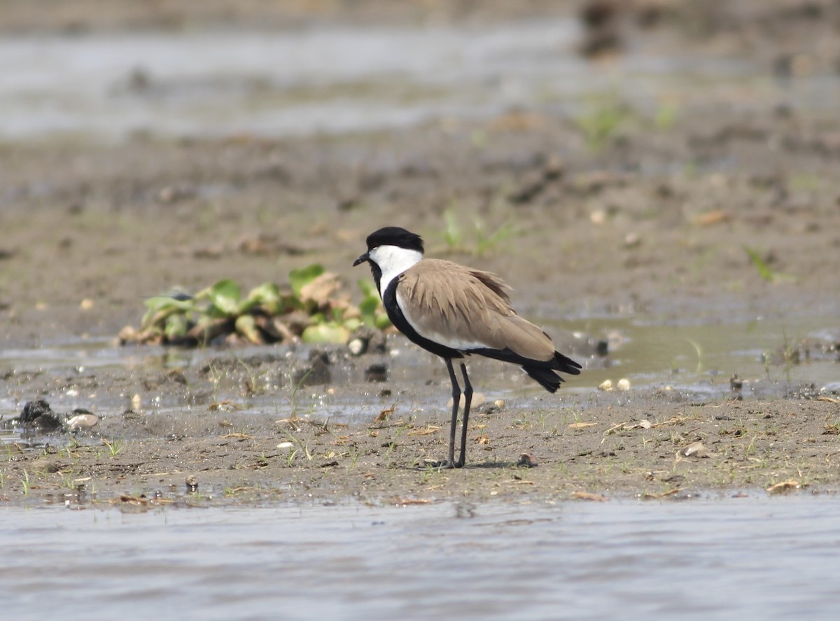 Spur-winged Lapwing - ML576373051