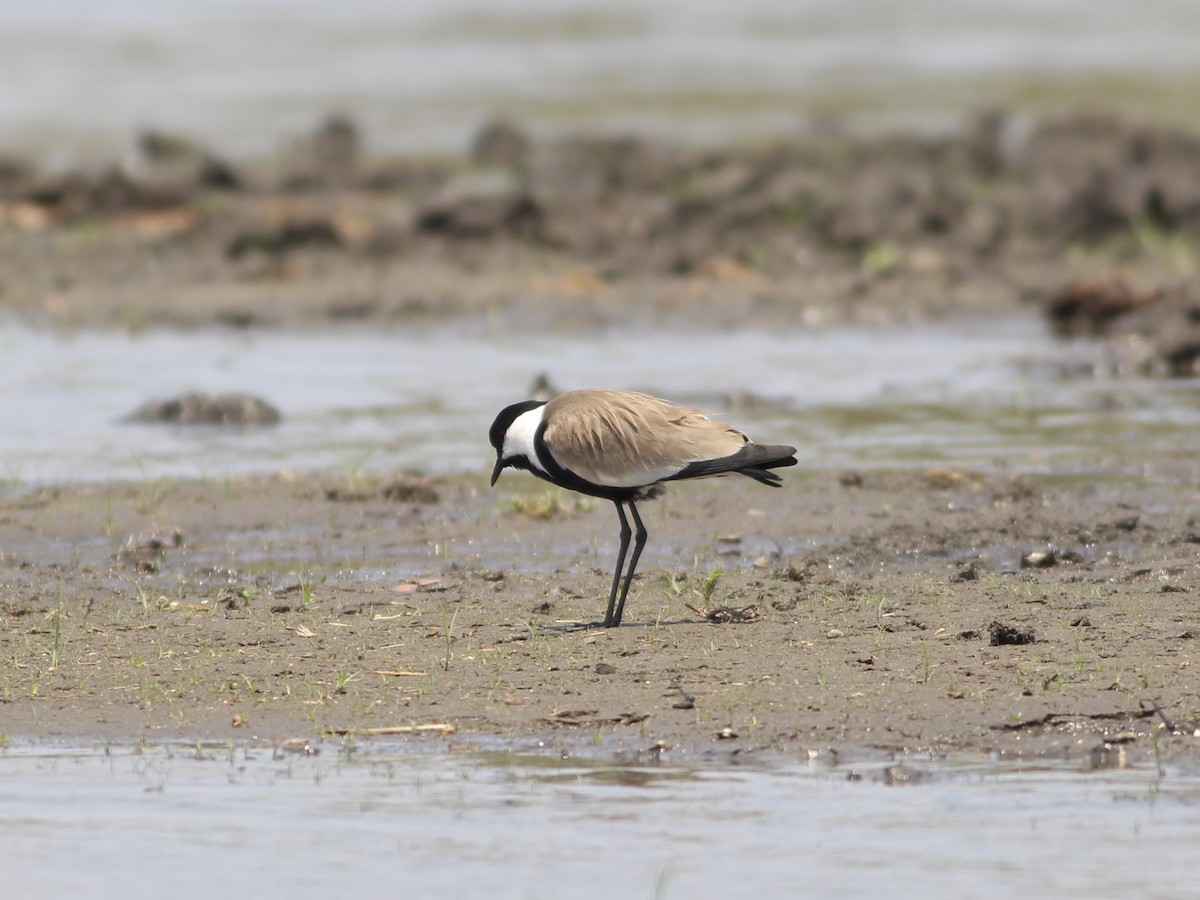 Spur-winged Lapwing - ML576373061