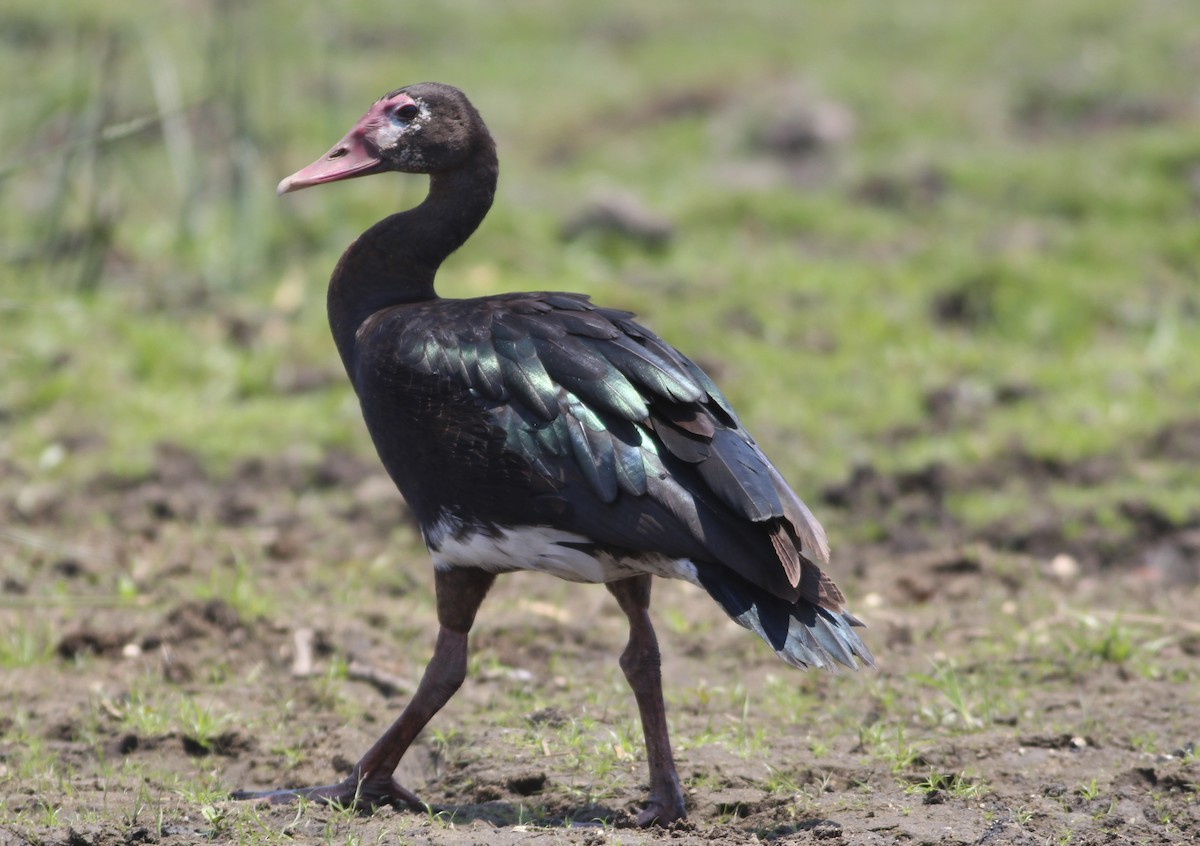 Spur-winged Goose - ML576373311