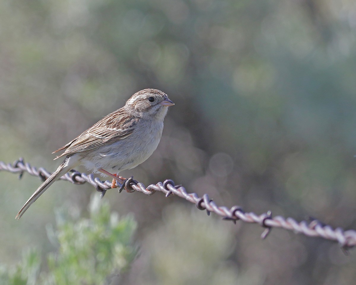 eBird Checklist - 23 May 2023 - Peola Road - 11 species (+1 other taxa)