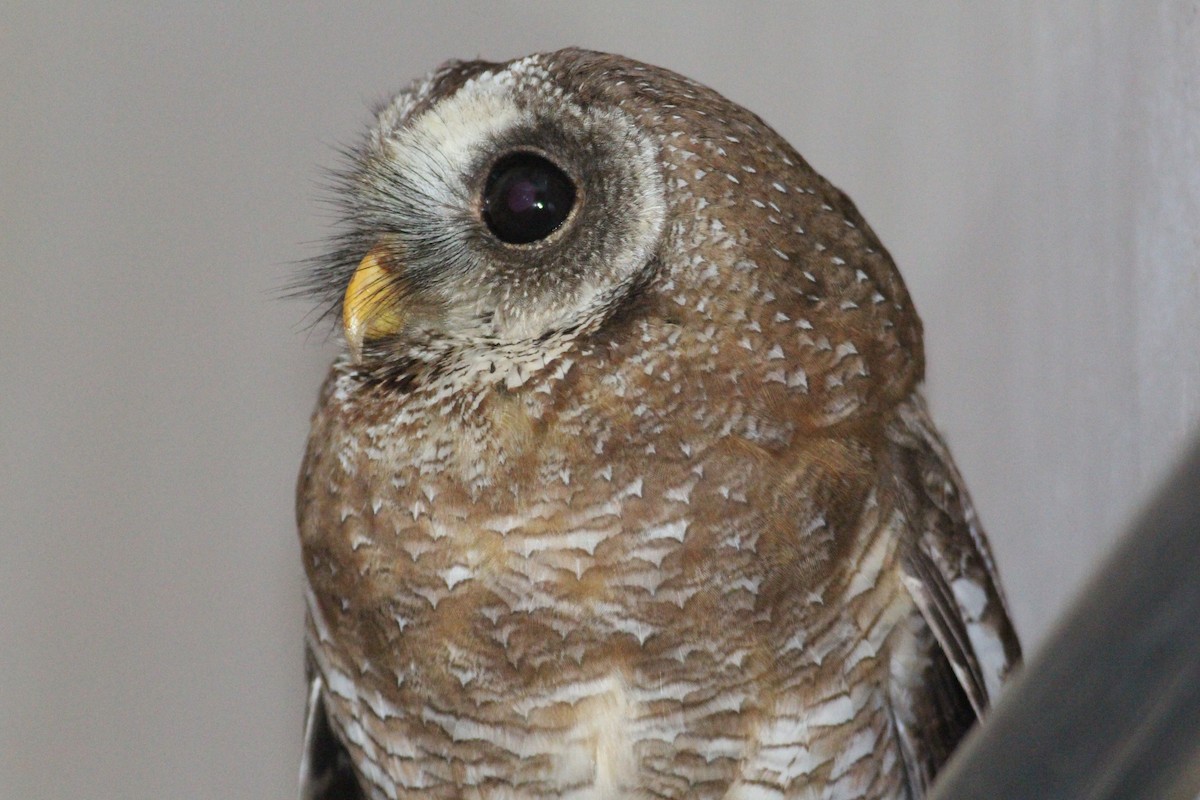 African Wood-Owl - ML576385311