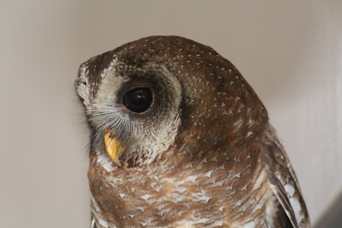 African Wood-Owl - ML576385321