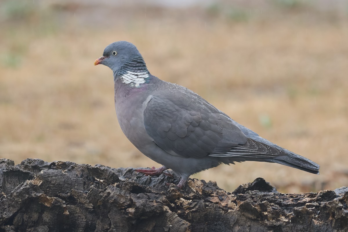 Common Wood-Pigeon - ML576391101