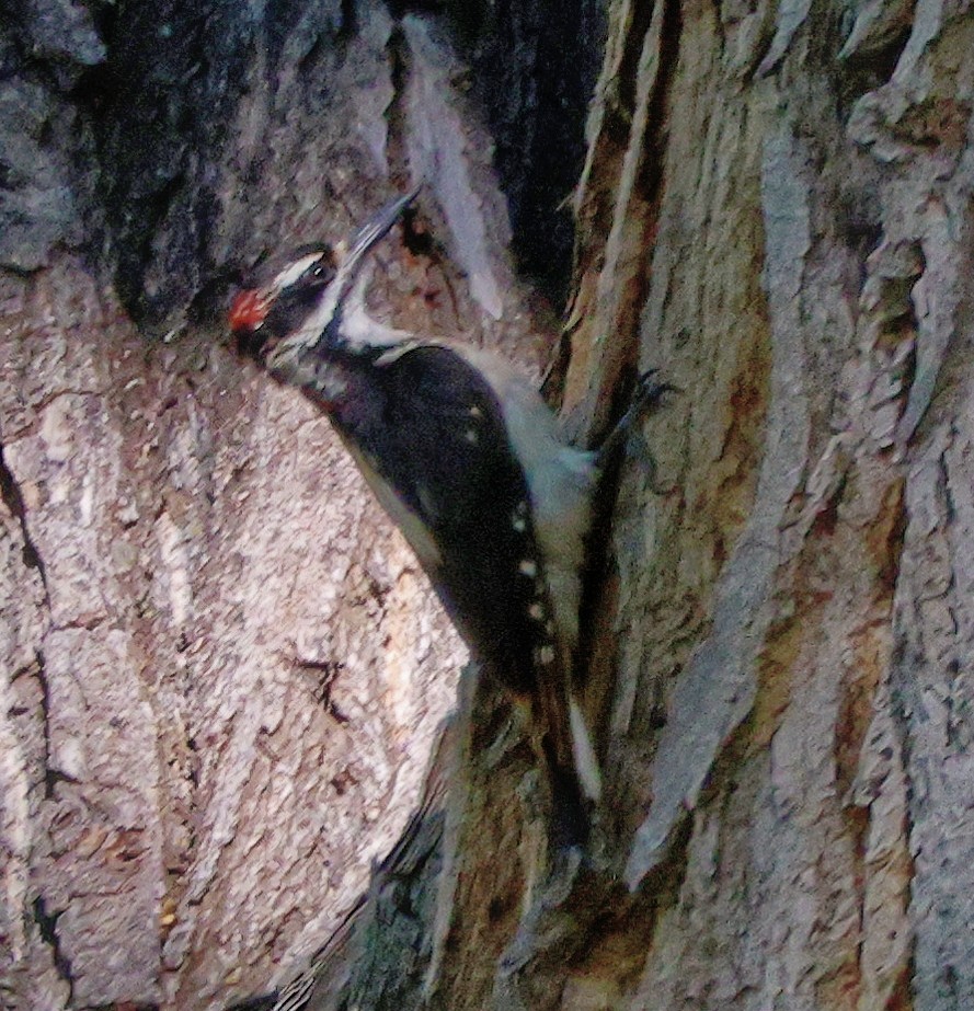 Hairy Woodpecker - ML576391381