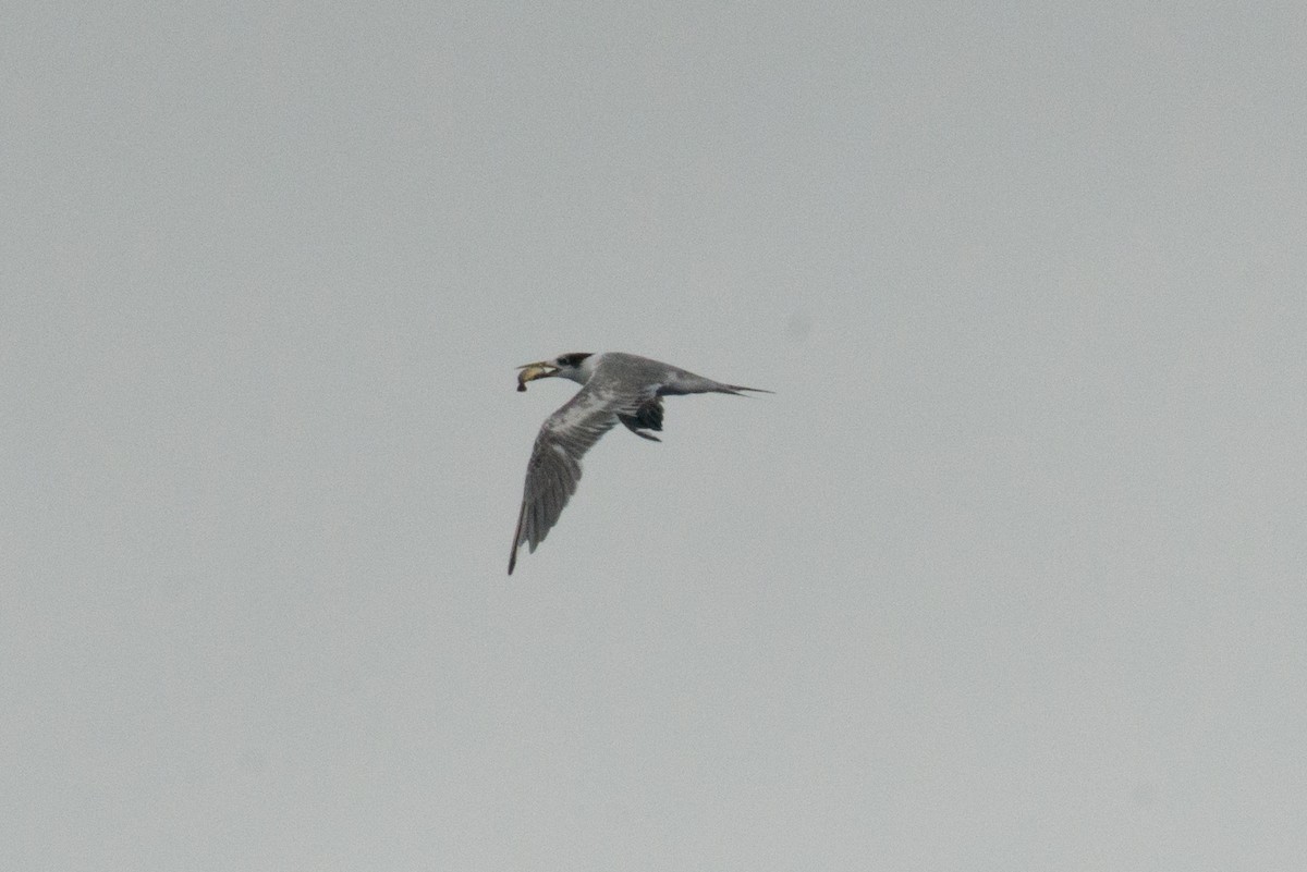 Great Crested Tern - ML576396421