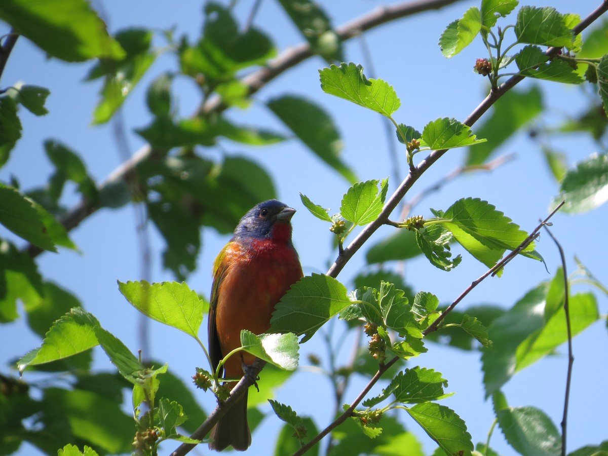 Painted Bunting - ML57640101
