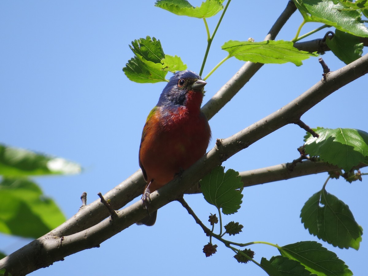 Painted Bunting - ML57640131