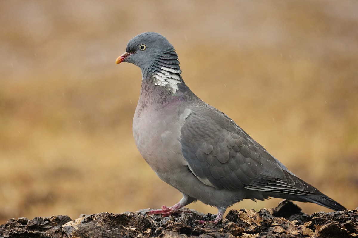 Common Wood-Pigeon - Gonzalo Astete Martín